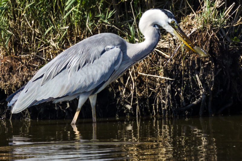 Héron cendré pêchant